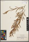 Foto von Salix melanopsis Nutt.